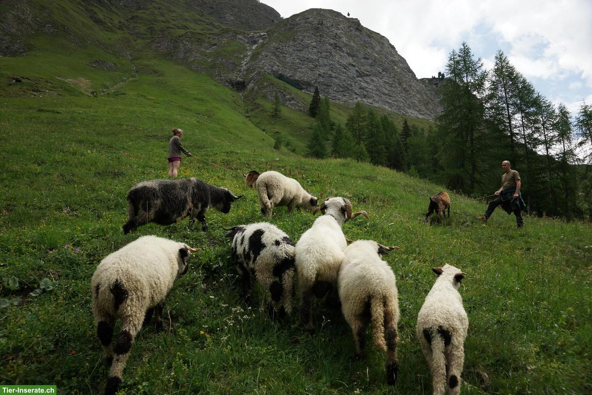 Bild 2: Walliser Schwarznasenschaf-Aue zu verkaufen