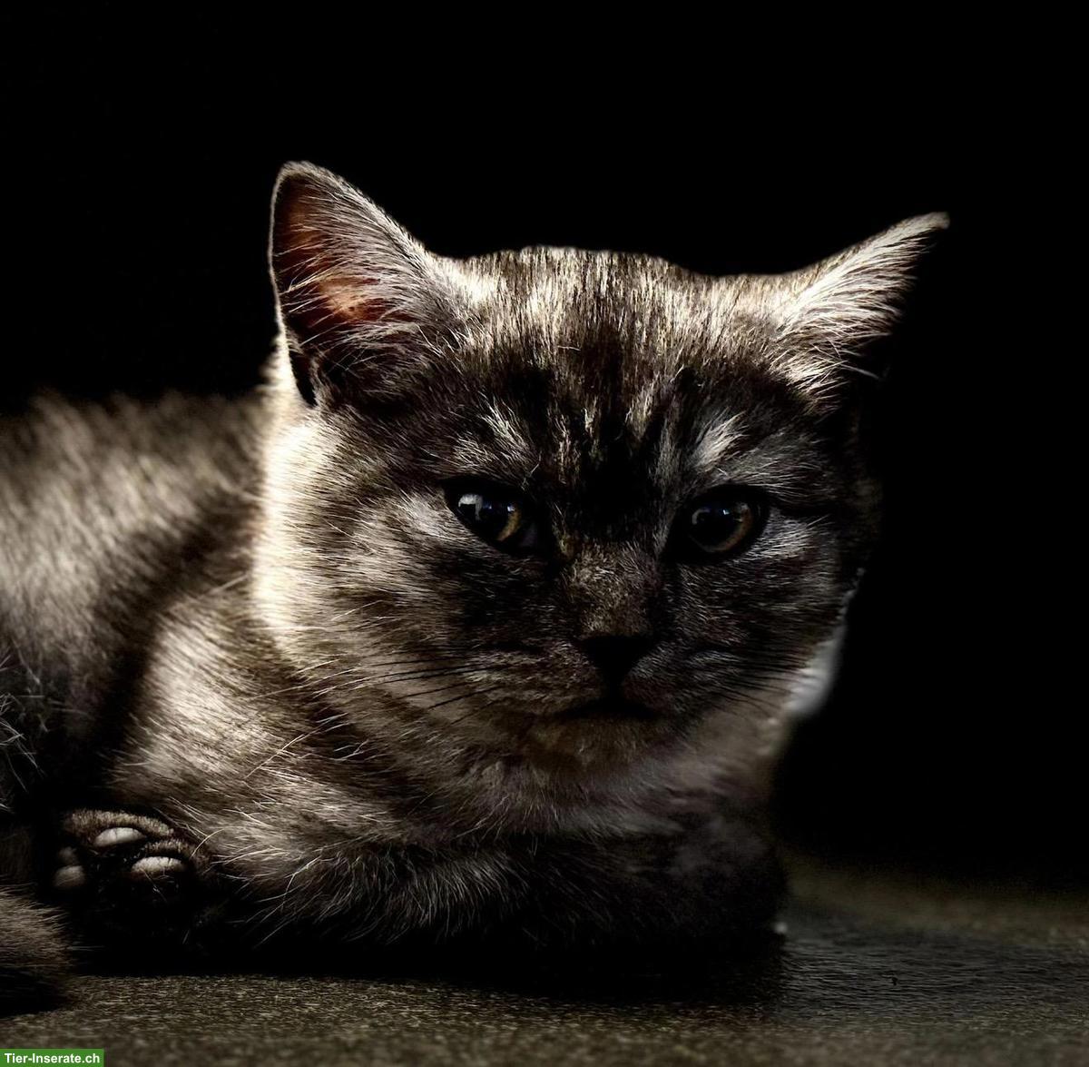 BKH Kitten, weiblich, reinrassig