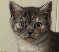 BKH Kitten, weiblich, reinrassig