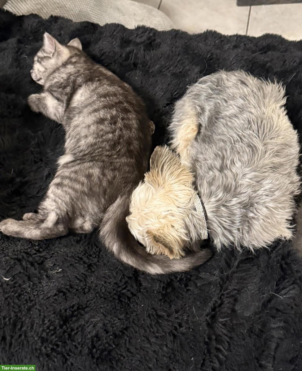 Bild 2: BKH Kitten, weiblich, reinrassig