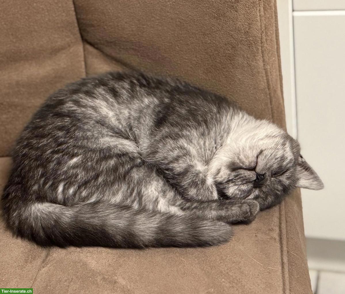 Bild 3: BKH Kitten, weiblich, reinrassig