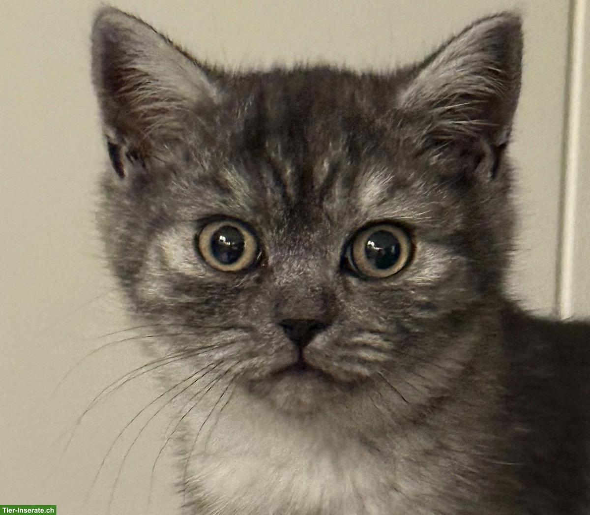 Bild 4: BKH Kitten, weiblich, reinrassig