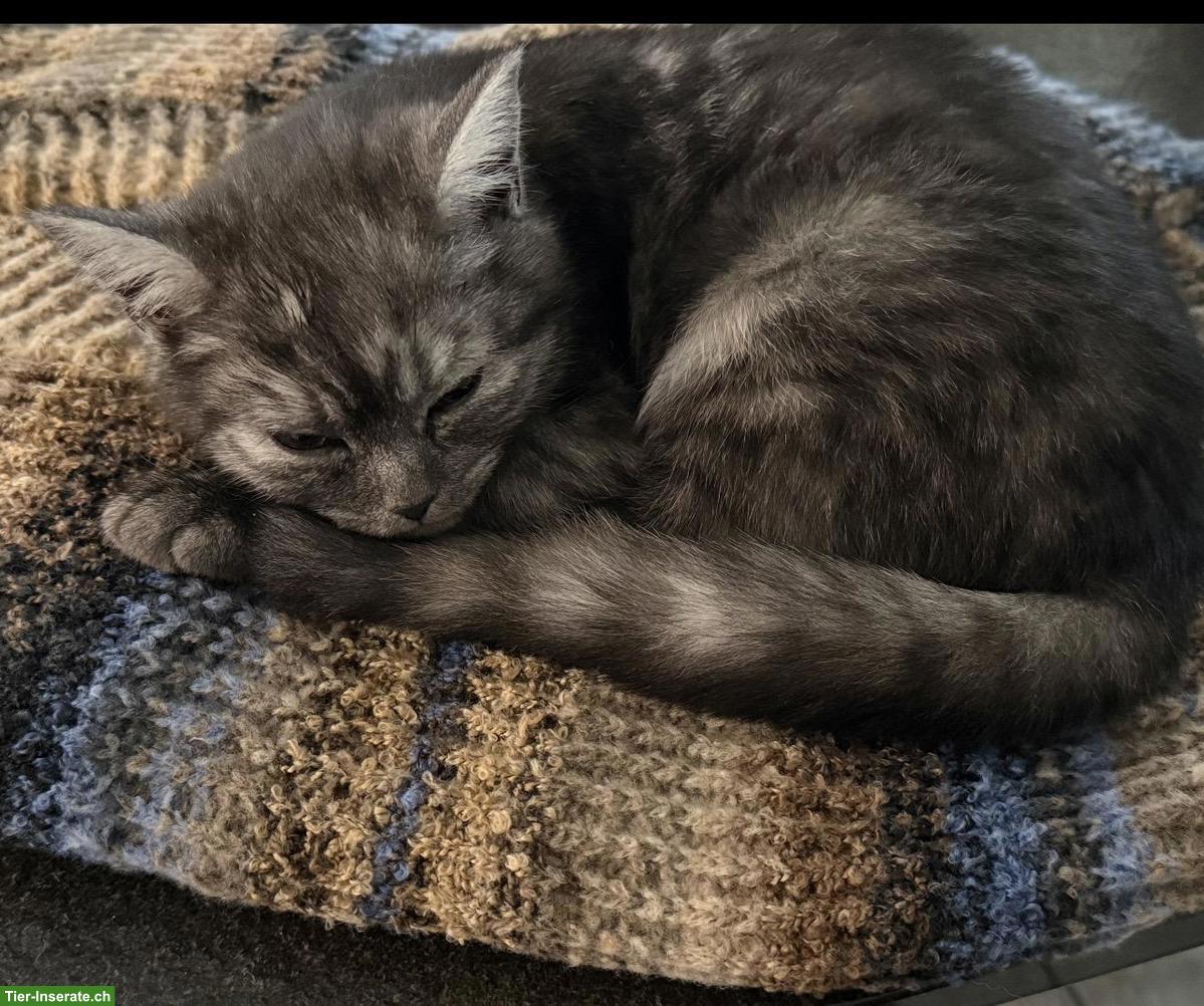 Bild 5: BKH Kitten, weiblich, reinrassig