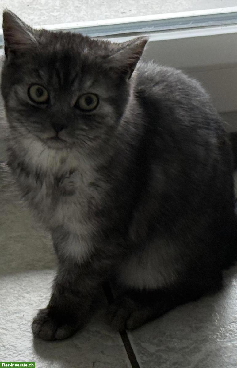 Bild 6: BKH Kitten, weiblich, reinrassig