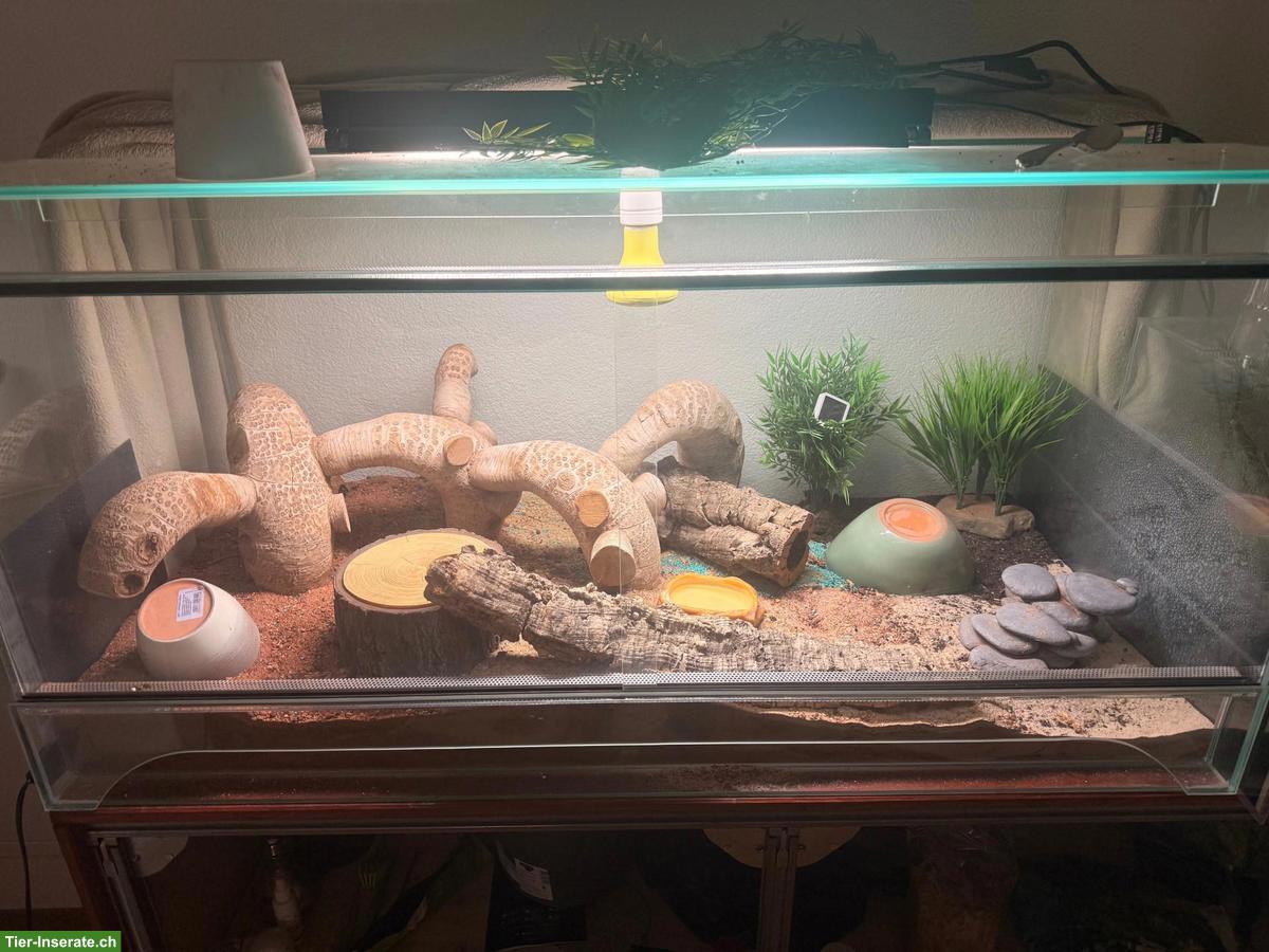 Grosskopf Madagaskar Nachtgecko mit Terrarium-Komplettset