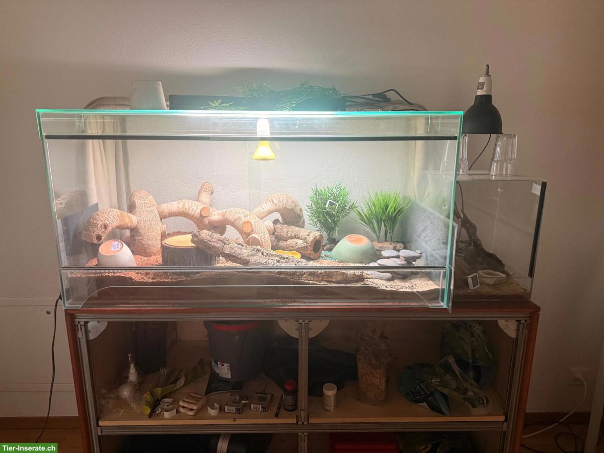 Bild 2: Grosskopf Madagaskar Nachtgecko mit Terrarium-Komplettset