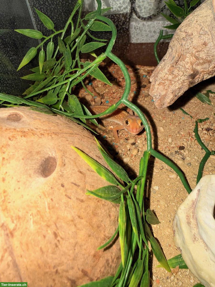 Bild 3: Grosskopf Madagaskar Nachtgecko mit Terrarium-Komplettset