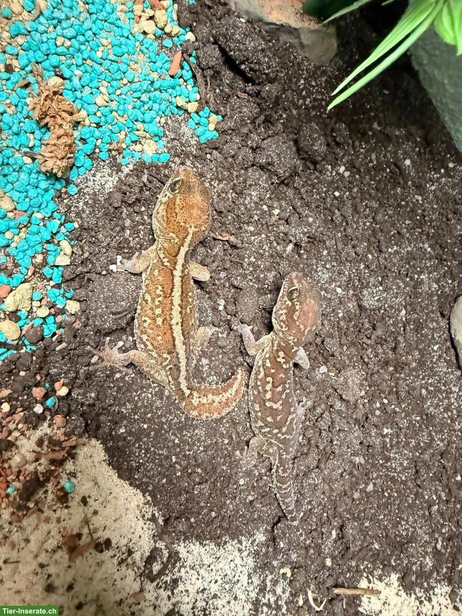 Bild 4: Grosskopf Madagaskar Nachtgecko mit Terrarium-Komplettset