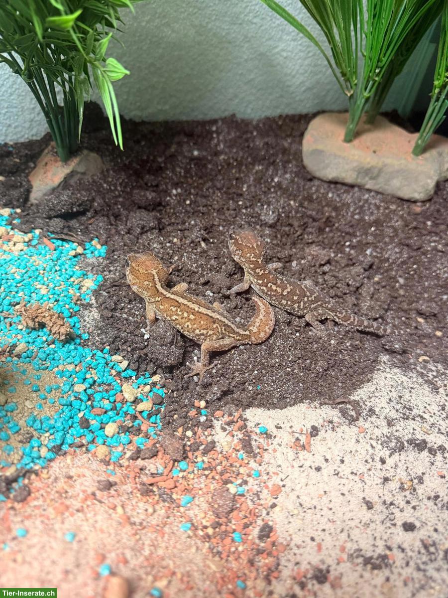 Bild 5: Grosskopf Madagaskar Nachtgecko mit Terrarium-Komplettset