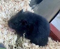 Junge Teddyhamster suchen Zuhause