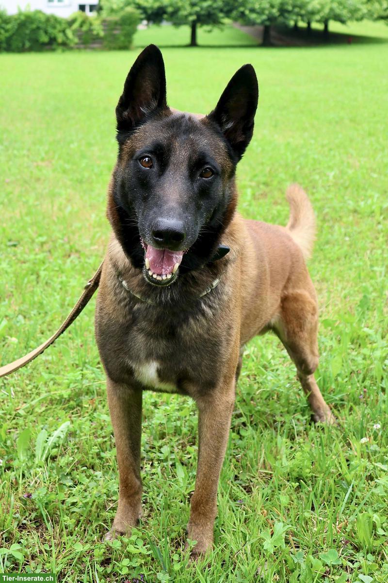 Wunderschöner, kluger Malinois Rüde mit grossem Herzen ❤️
