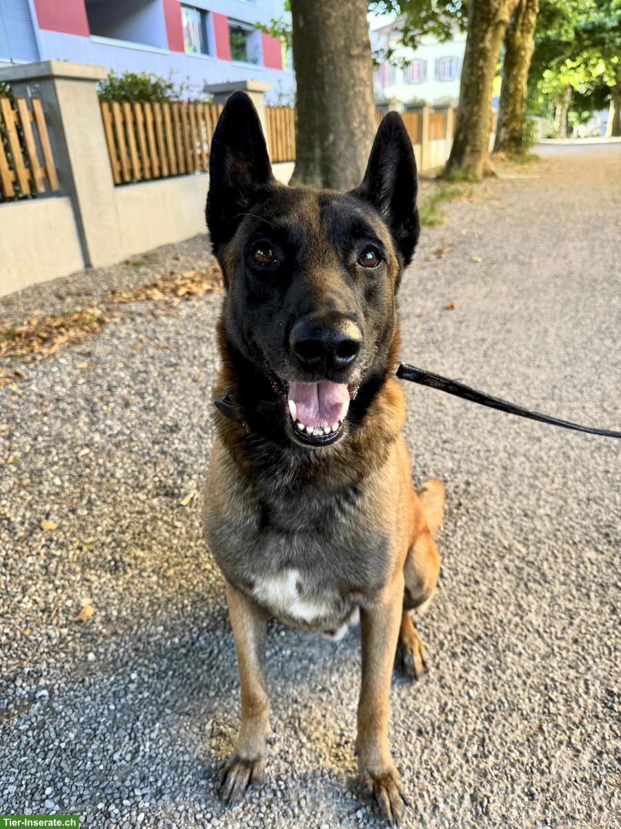 Bild 2: Wunderschöner, kluger Malinois Rüde mit grossem Herzen ❤️