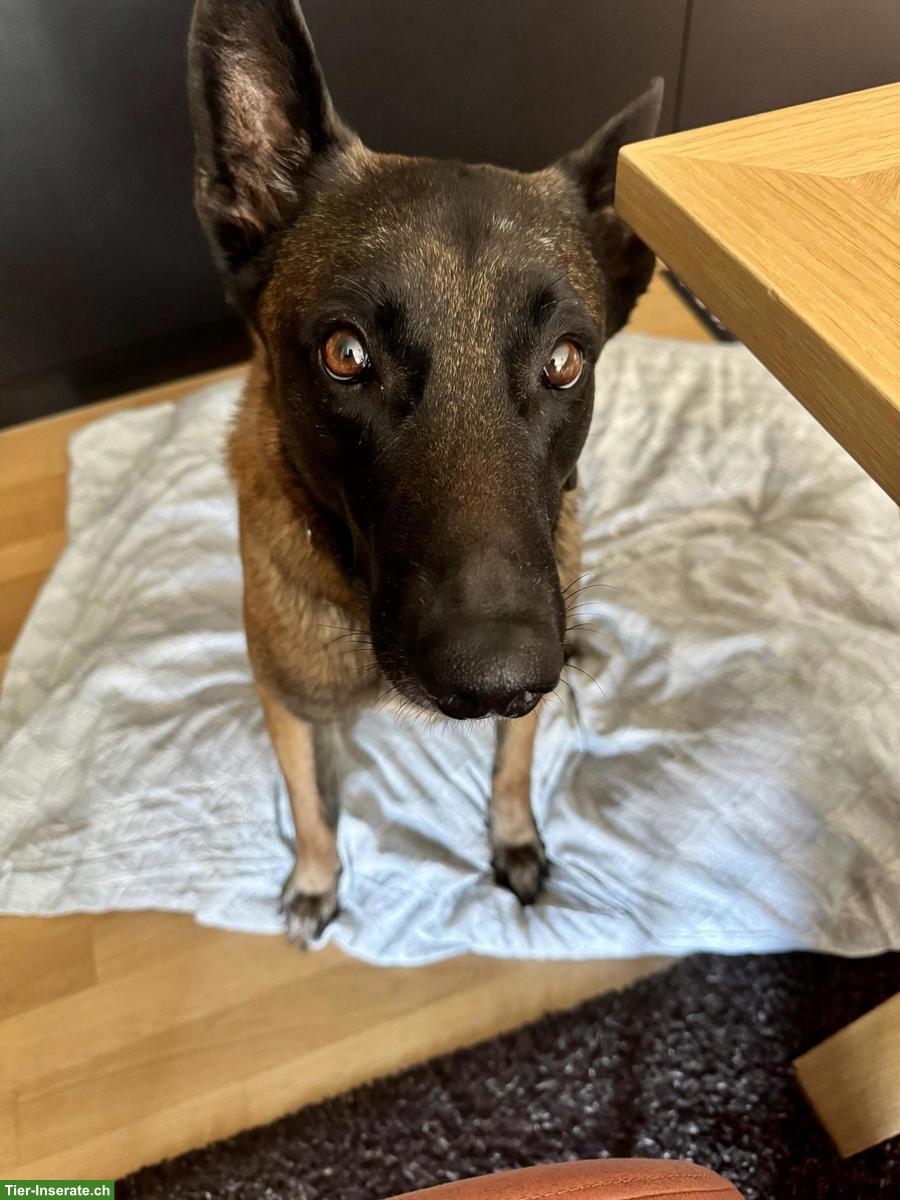 Bild 3: Wunderschöner, kluger Malinois Rüde mit grossem Herzen ❤️