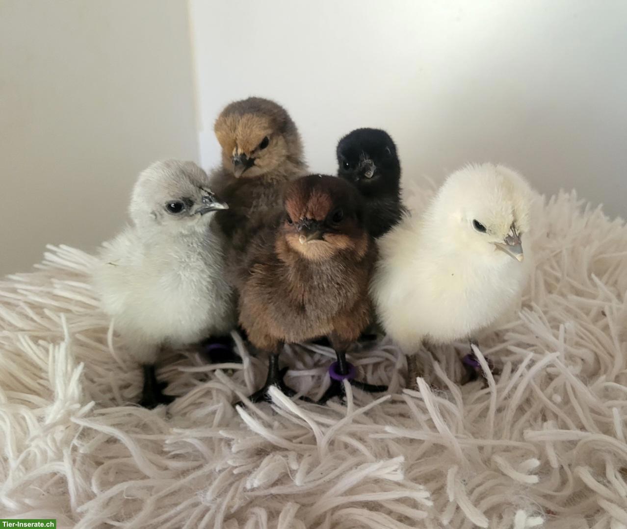 Hedemora Küken zu verkaufen
