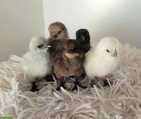 Hedemora Küken zu verkaufen