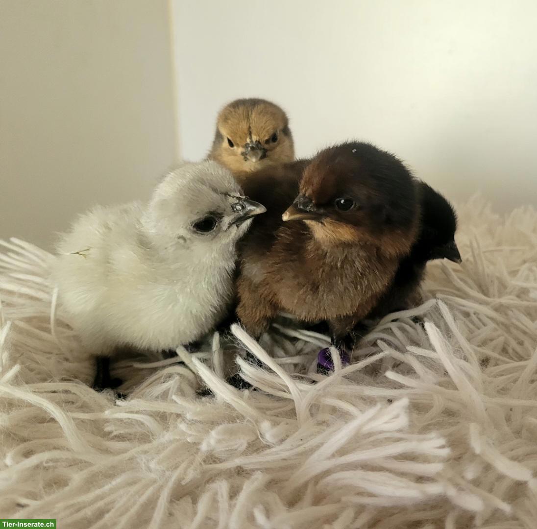 Bild 2: Hedemora Küken zu verkaufen