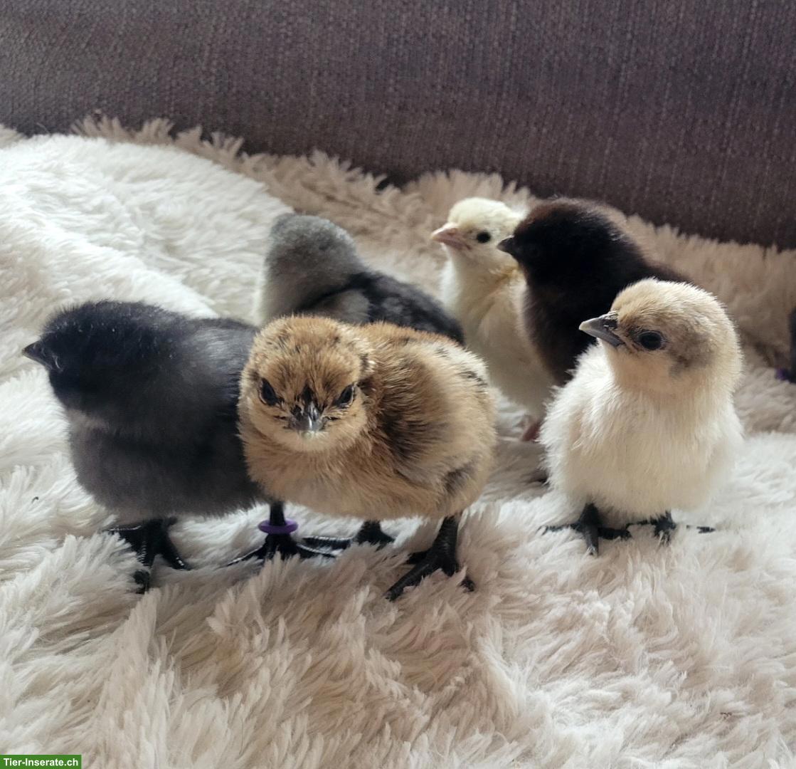 Bild 3: Hedemora Küken zu verkaufen