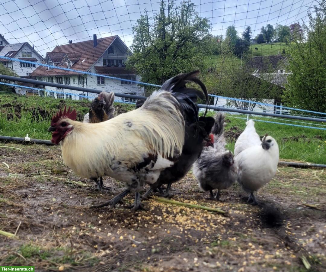 Bild 4: Hedemora Küken zu verkaufen