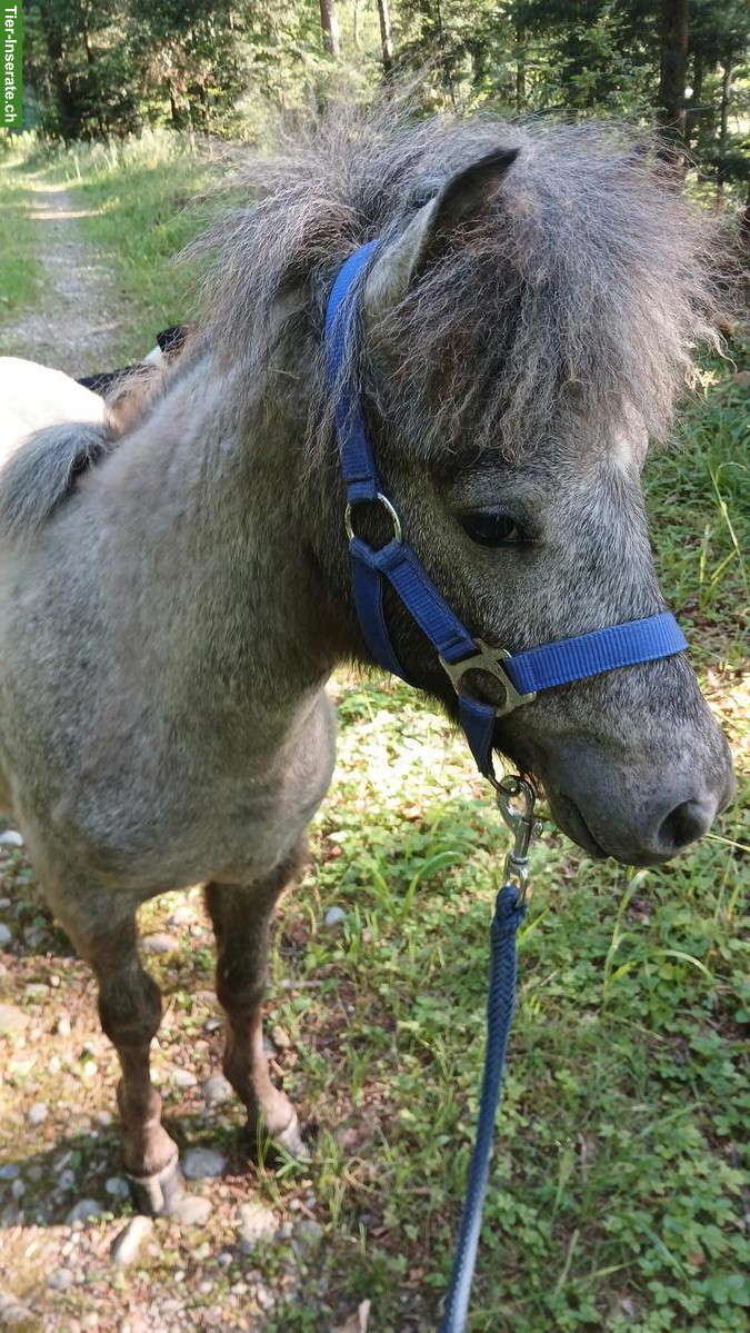 Junger hübscher Ponyhengst