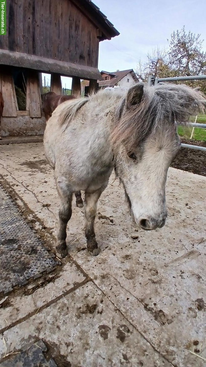Bild 2: Junger hübscher Ponyhengst