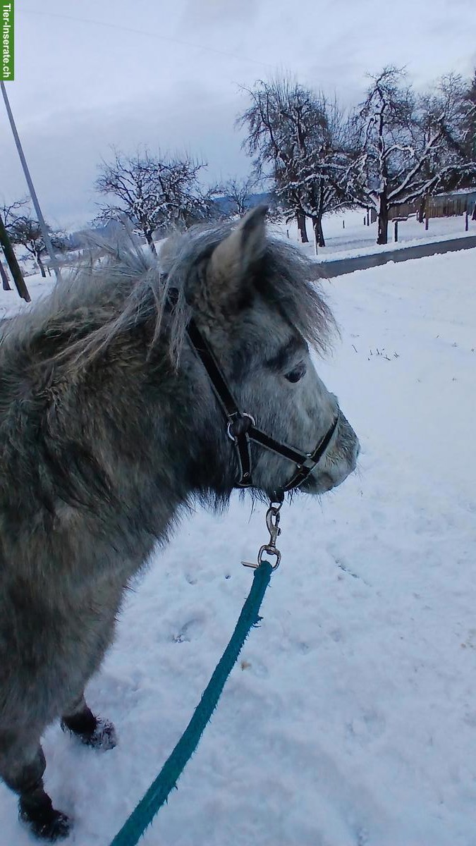 Bild 3: Junger hübscher Ponyhengst