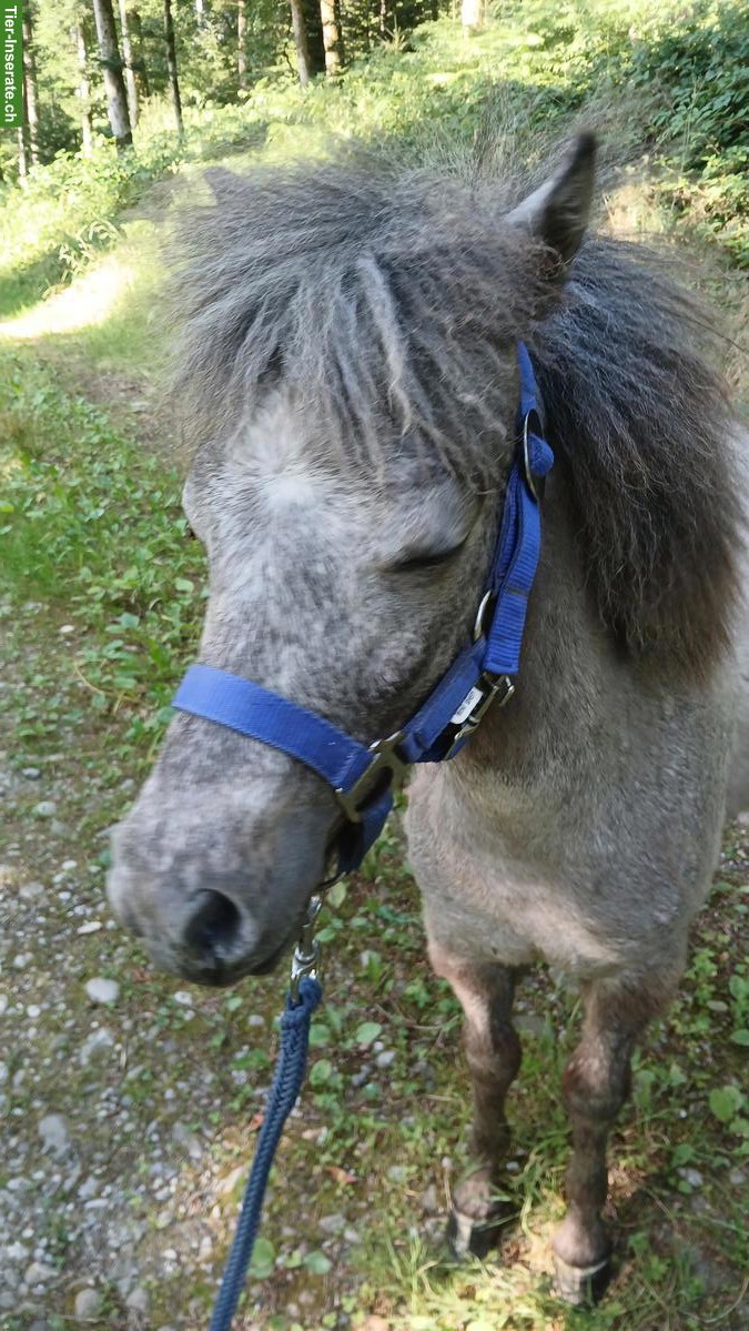 Bild 4: Junger hübscher Ponyhengst