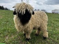 Junges Walliser Schwarznasenschaf, Mädchen