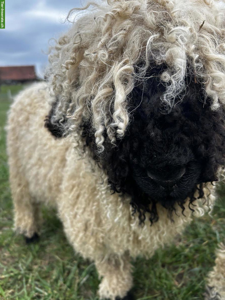 Bild 2: Junges Walliser Schwarznasenschaf, Mädchen