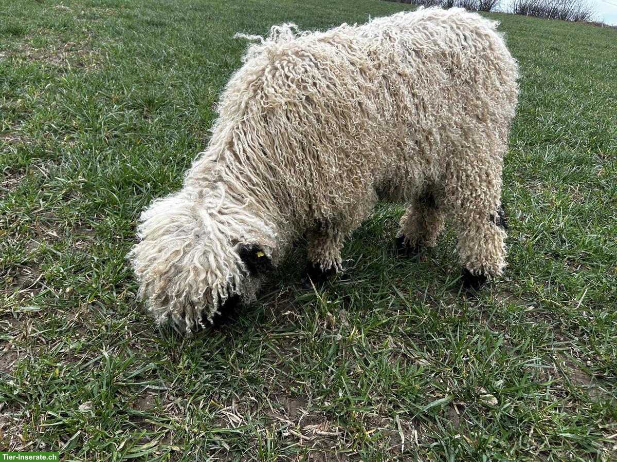 Bild 3: Junges Walliser Schwarznasenschaf, Mädchen