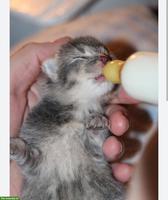 Mutterlose Babykätzchen für meine Katzenmama