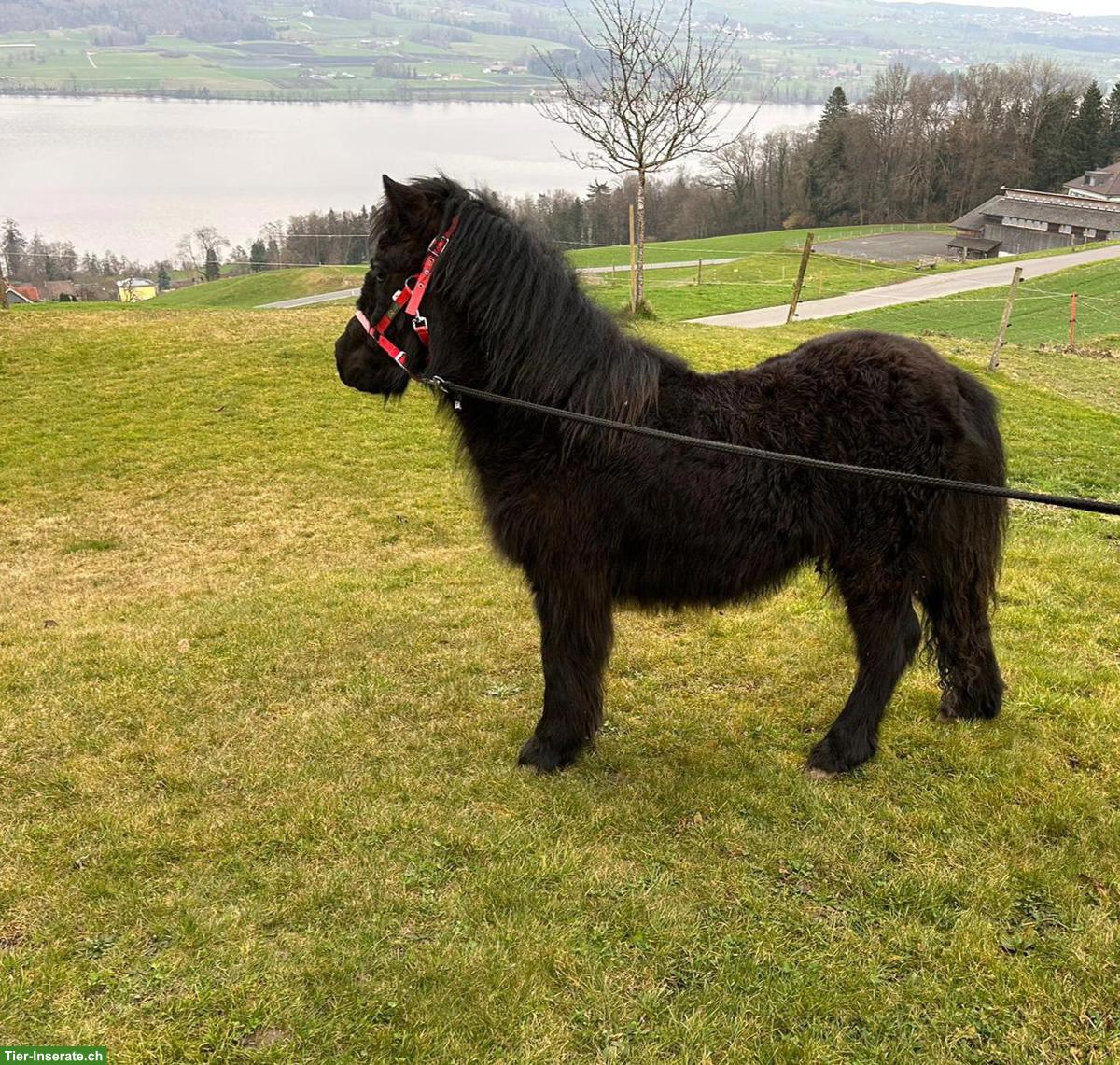 Shetlandpony Junghengste zu verkaufen