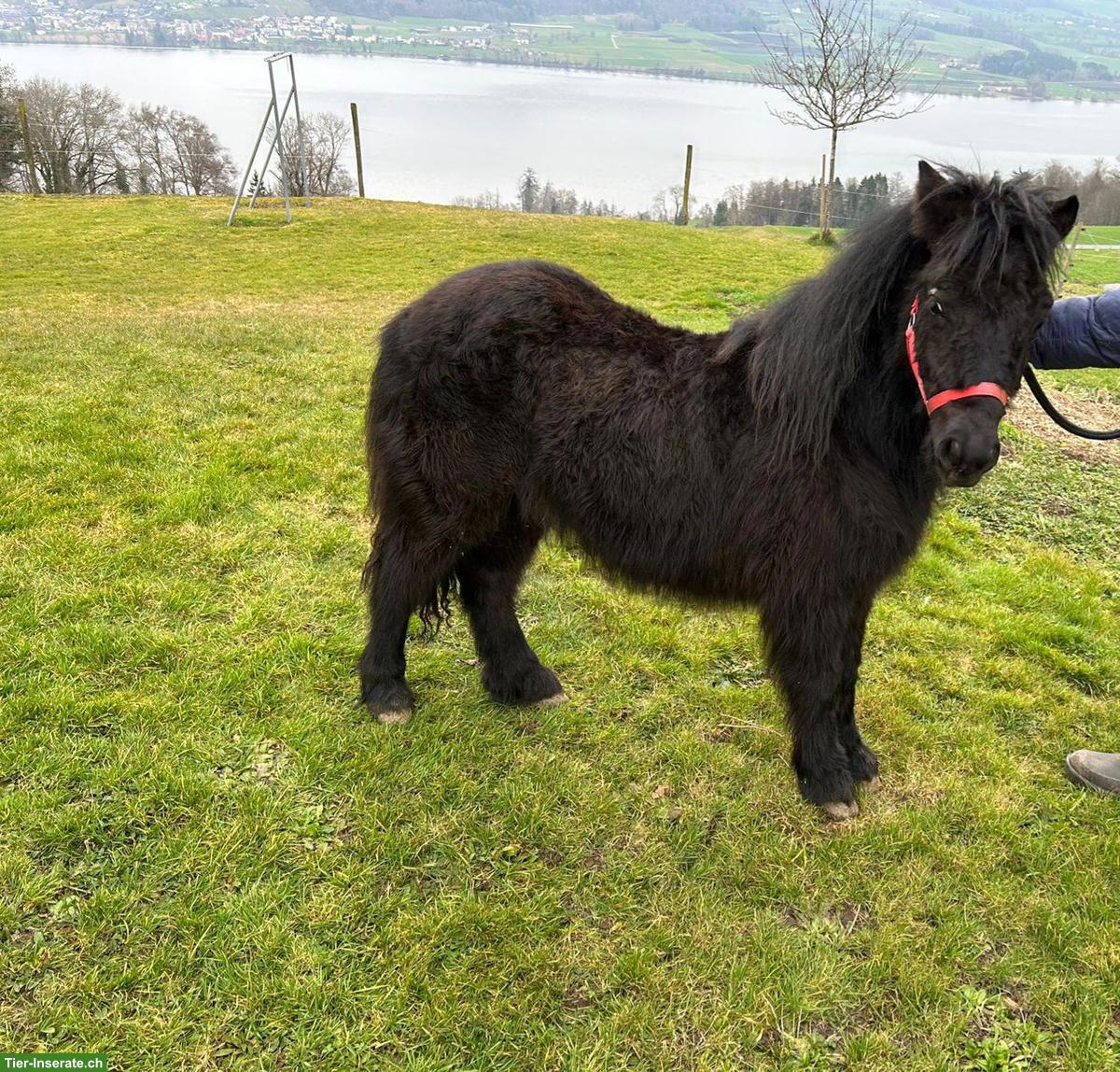 Bild 2: Shetlandpony Junghengste zu verkaufen
