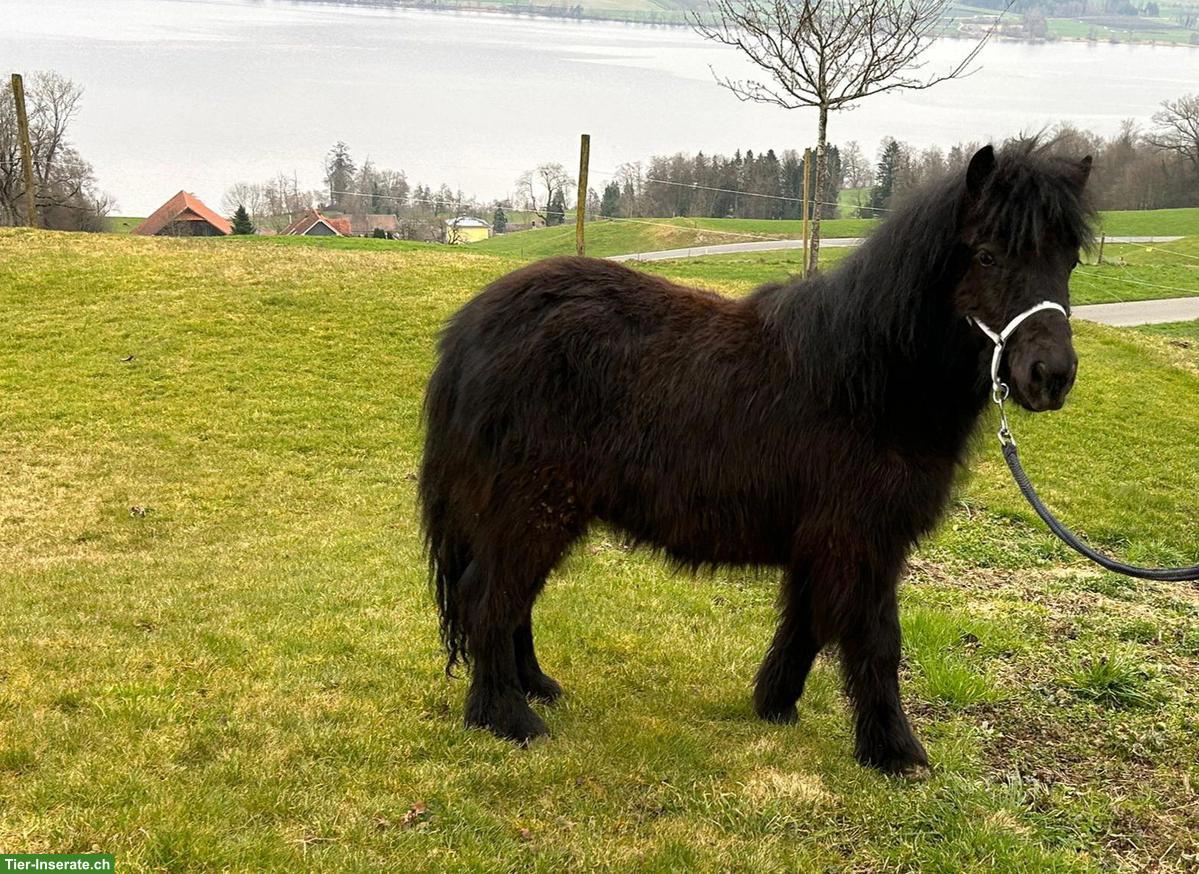 Bild 3: Shetlandpony Junghengste zu verkaufen