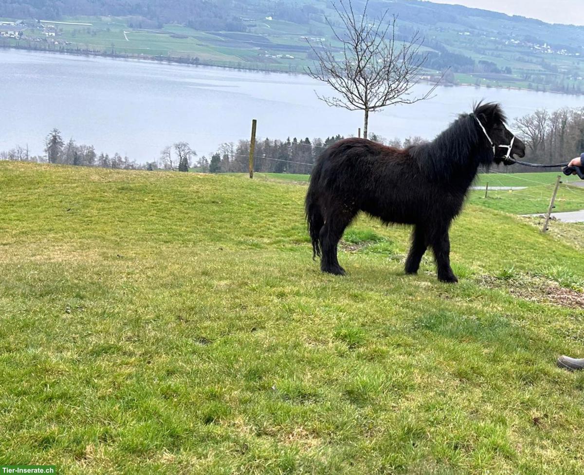 Bild 4: Shetlandpony Junghengste zu verkaufen