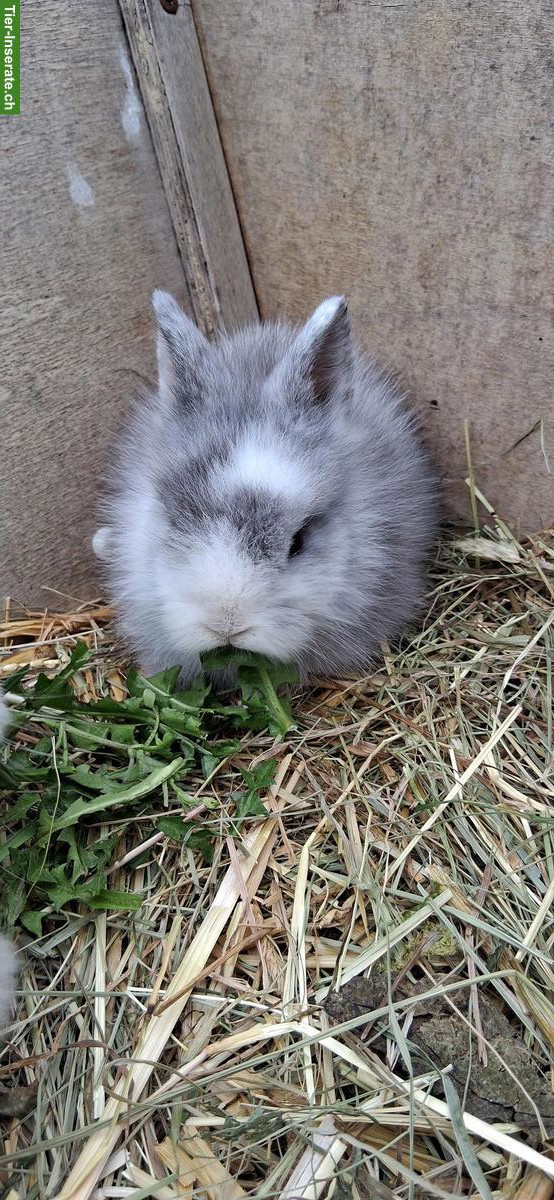 Junge Löwenkopf Zwerghäsli zu verkaufen