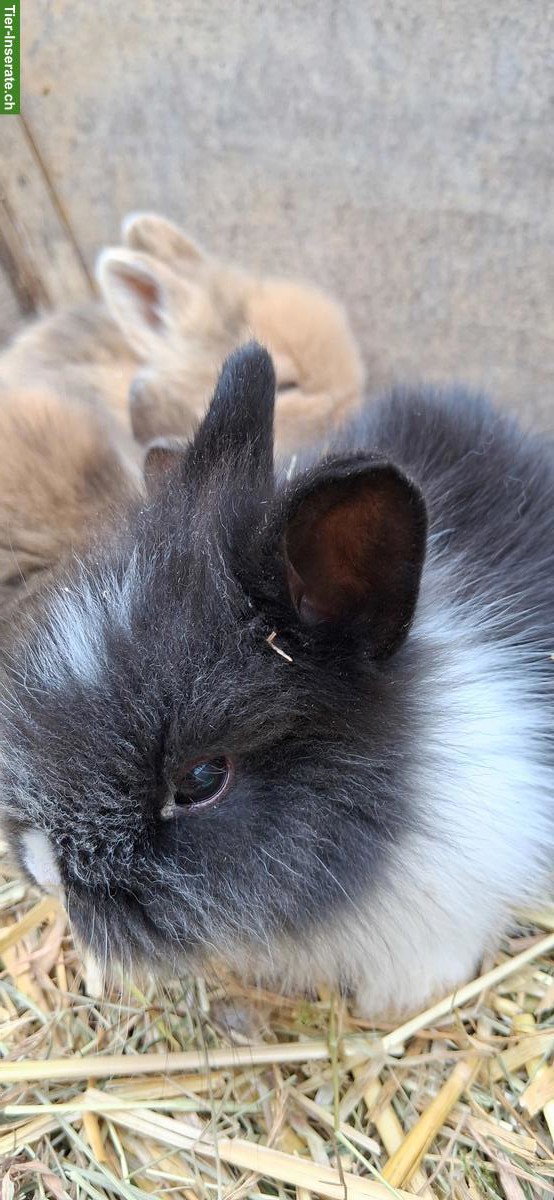 Bild 2: Junge Löwenkopf Zwerghäsli zu verkaufen