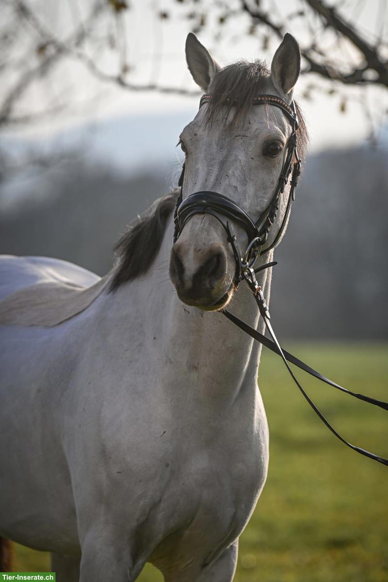 Connemara Falbe, Lieblingspony mit Herz und Springtalent