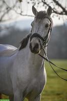 Connemara Falbe, Lieblingspony mit Herz und Springtalent