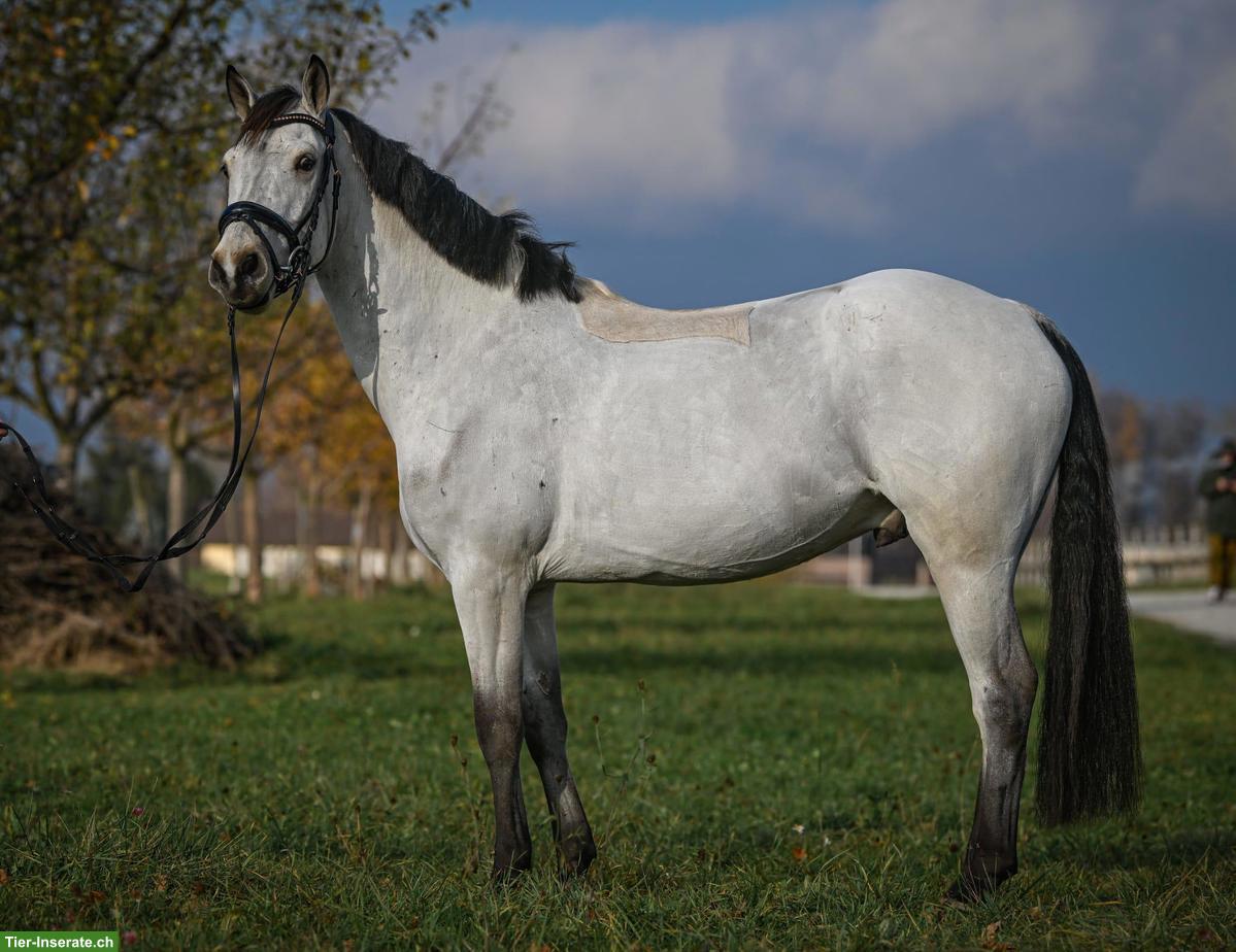 Bild 2: Connemara Falbe, Lieblingspony mit Herz und Springtalent