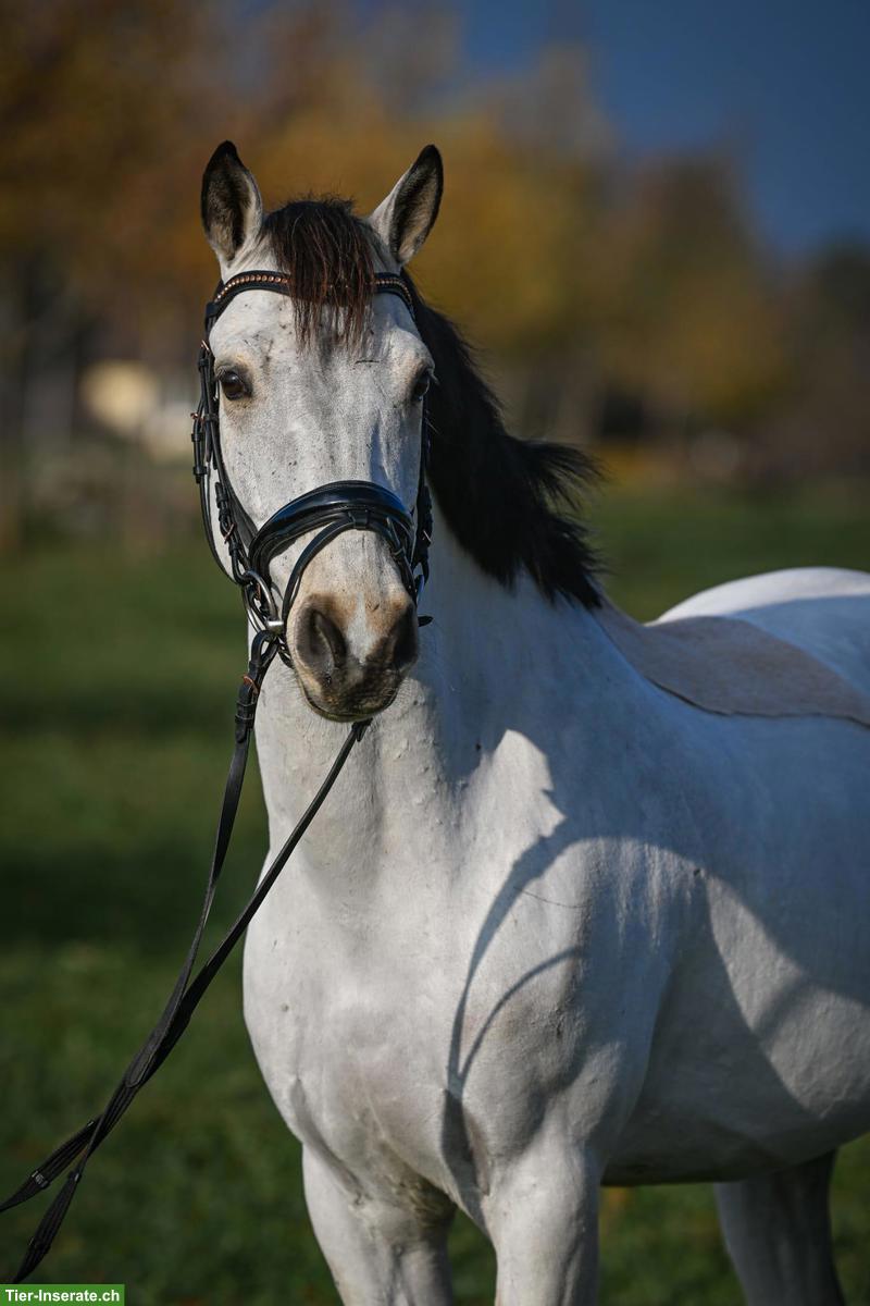 Bild 3: Connemara Falbe, Lieblingspony mit Herz und Springtalent