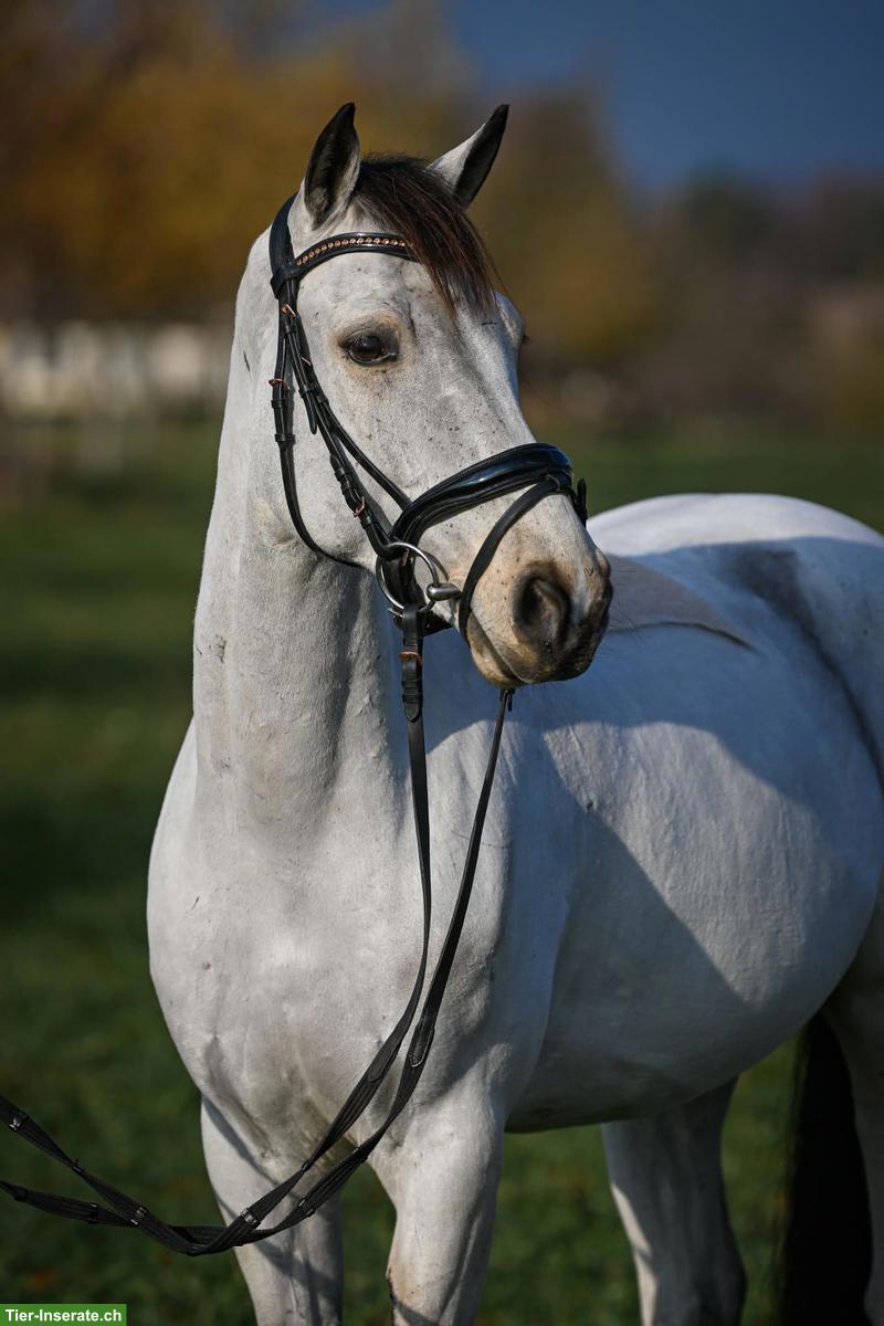 Bild 5: Connemara Falbe, Lieblingspony mit Herz und Springtalent