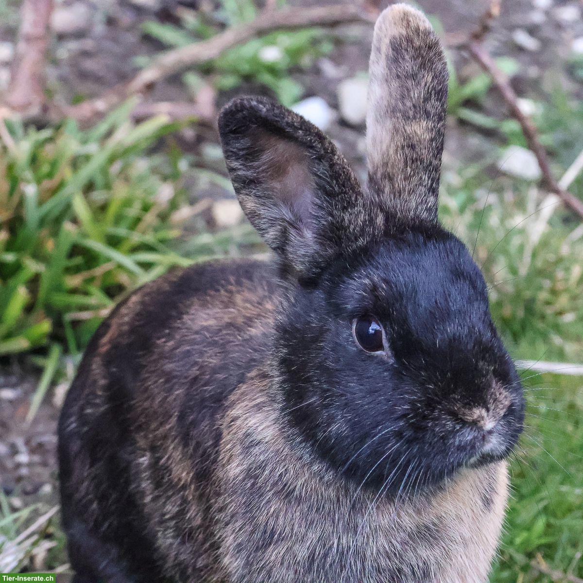 Kaninchen Weibchen zu verkaufen
