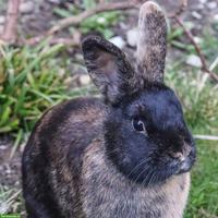 Kaninchen Weibchen zu verkaufen