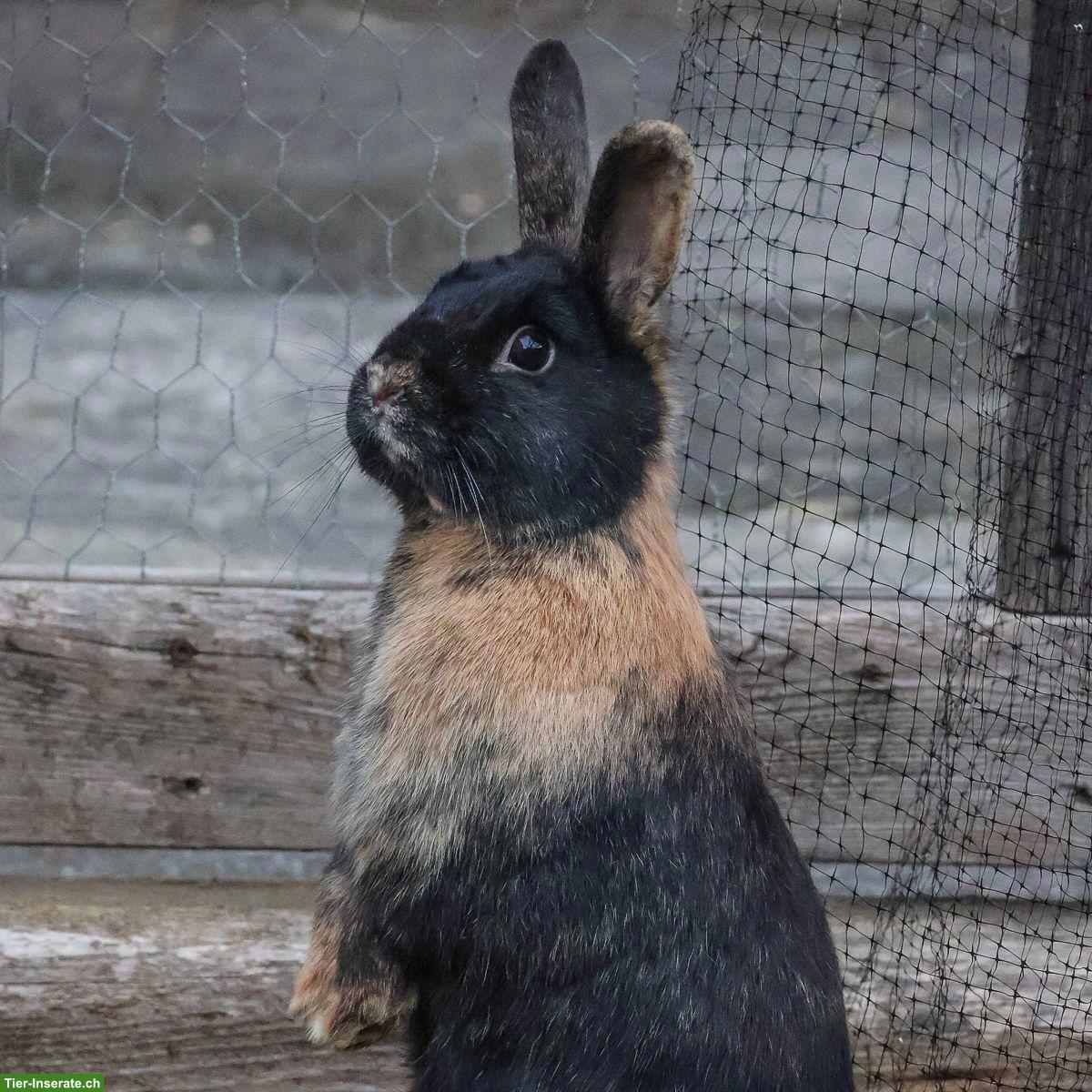 Bild 2: Kaninchen Weibchen zu verkaufen