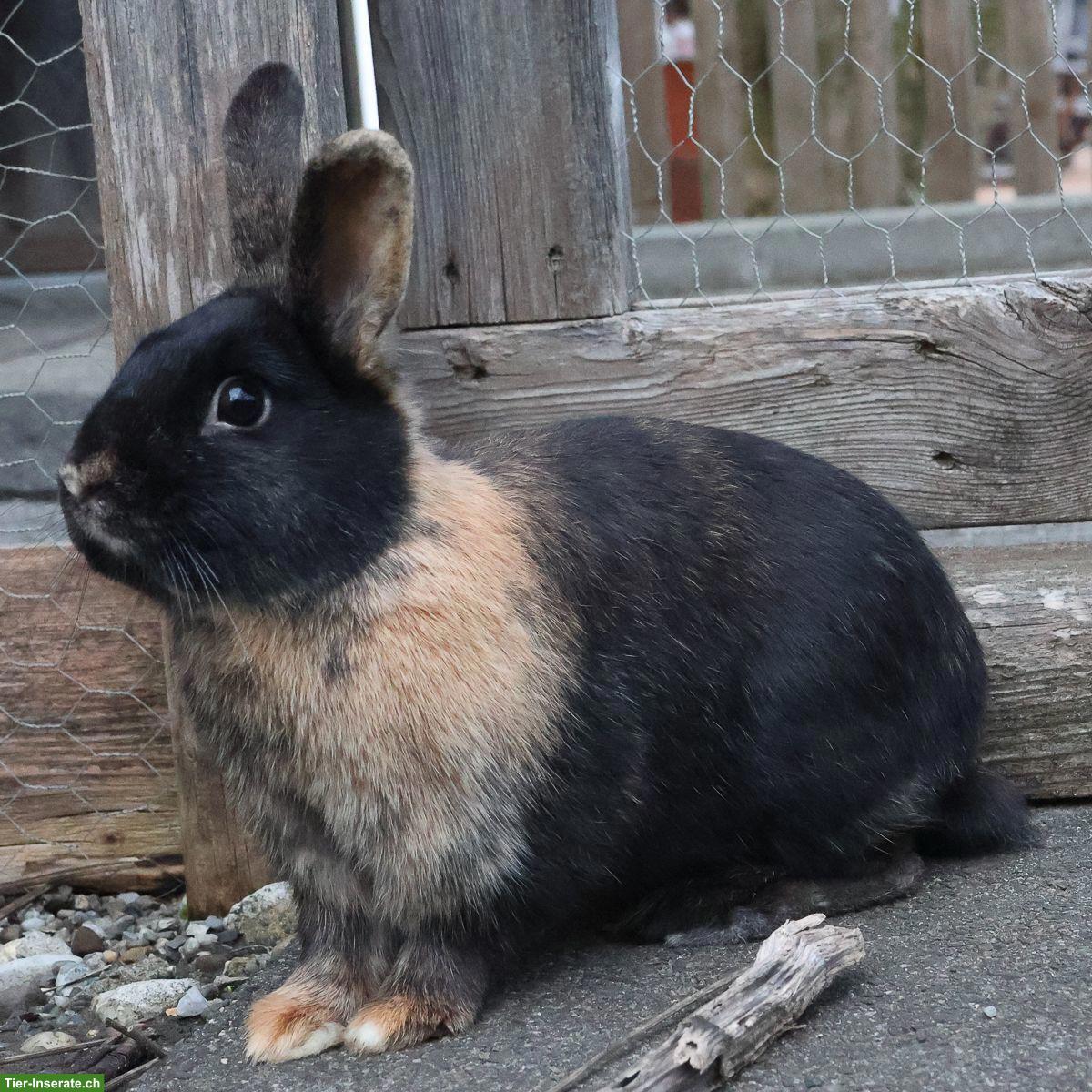 Bild 3: Kaninchen Weibchen zu verkaufen