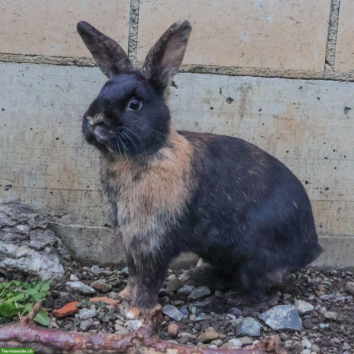 Bild 4: Kaninchen Weibchen zu verkaufen