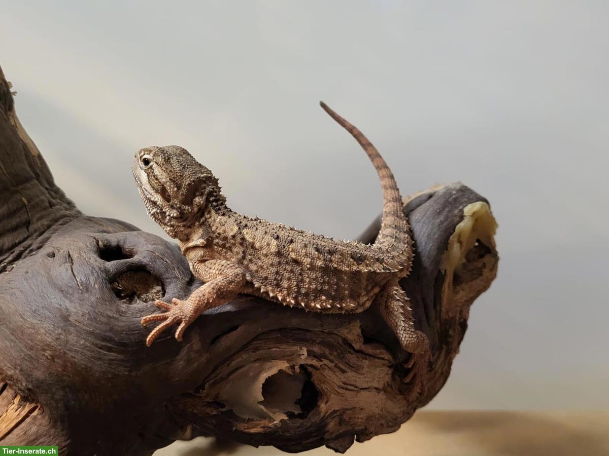 Junge Bartagamen suchen neues Zuhause