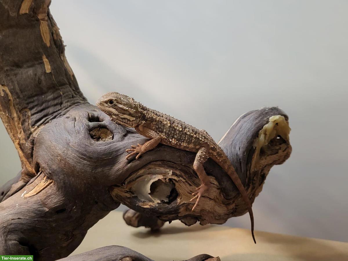 Bild 2: Junge Bartagamen suchen neues Zuhause