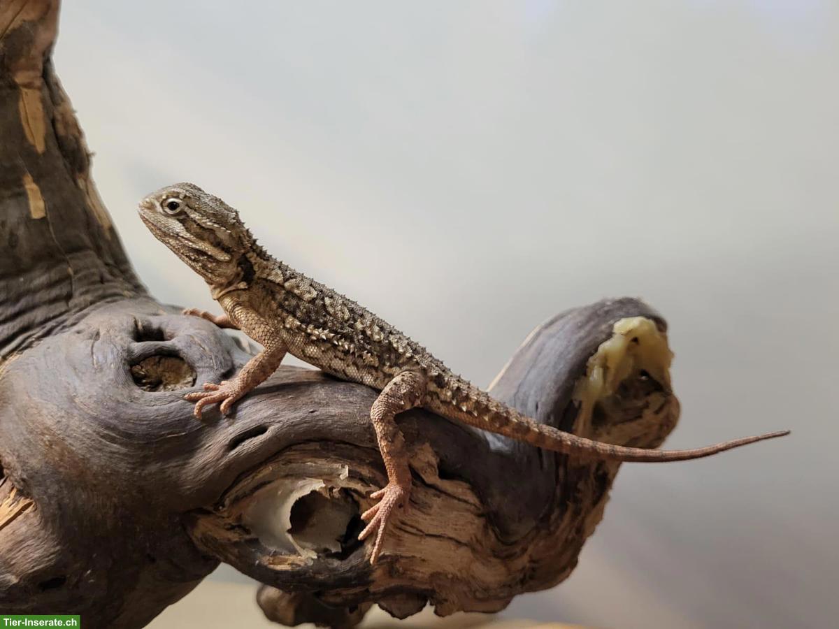 Bild 3: Junge Bartagamen suchen neues Zuhause