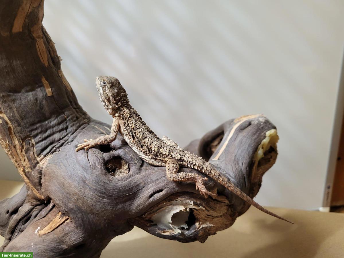 Bild 4: Junge Bartagamen suchen neues Zuhause